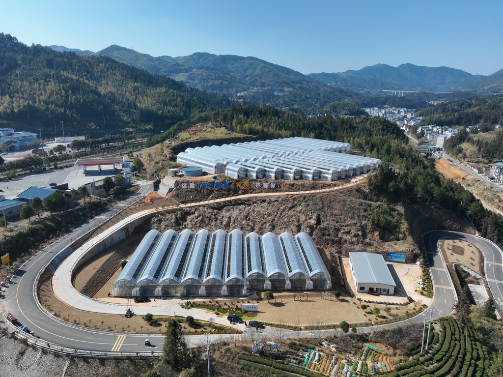 这是1月15日拍摄的周宁县七步镇花卉企业大棚（无人机照片）。