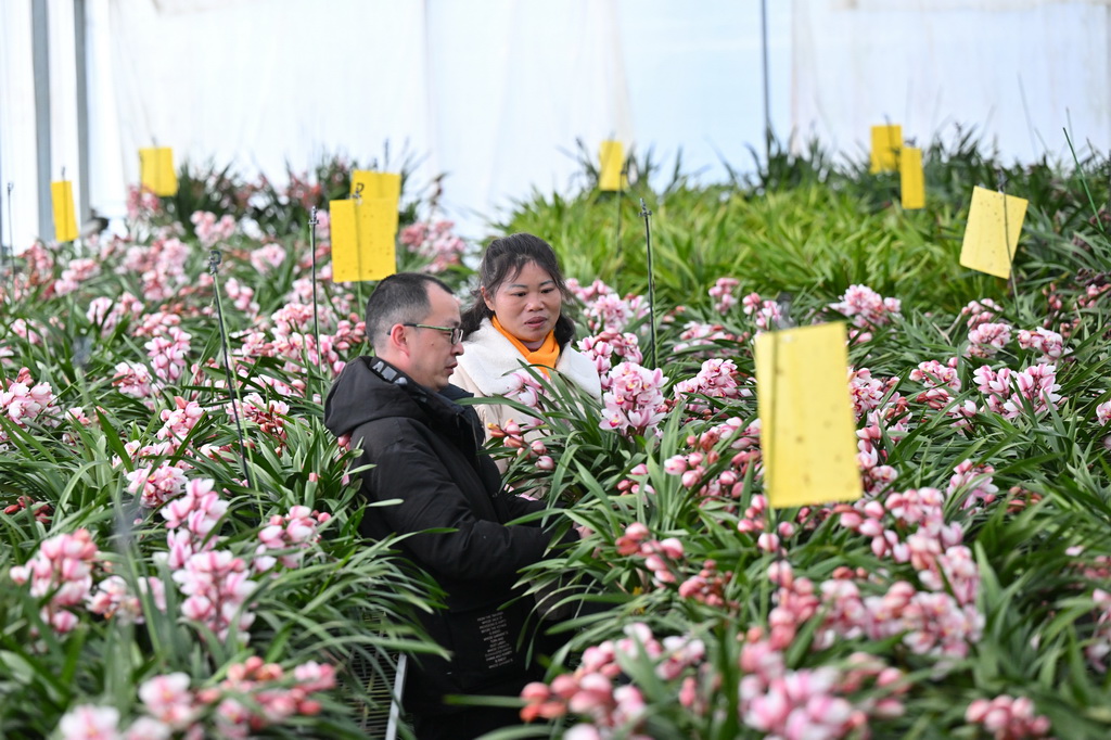 1月14日，在位于周宁县浦源镇的宁德向山兰园植物科技有限公司花卉大棚内，周宁县花卉办工作人员（左）与企业管理人员查看大花惠兰长势。