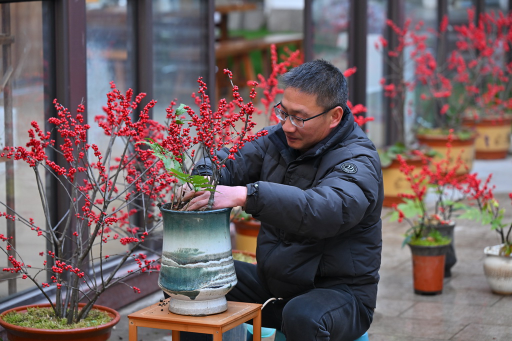 1月14日，位于福建省周宁县浦源镇的田园农业开发有限公司，企业负责人在整理冬青盆栽。