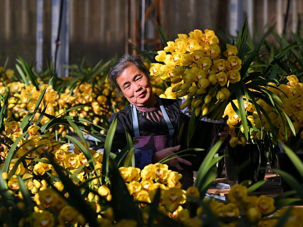 1月14日，位于福建省周宁县浦源镇的紫馨兰园花卉有限公司花卉大棚内，工人在搬运大花惠兰盆栽。