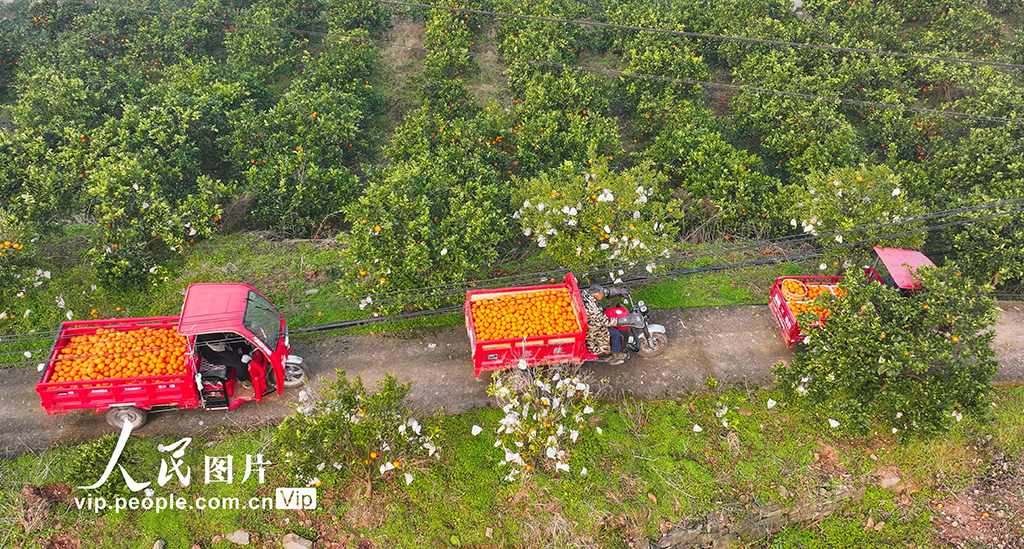 柑橘丰收【3】