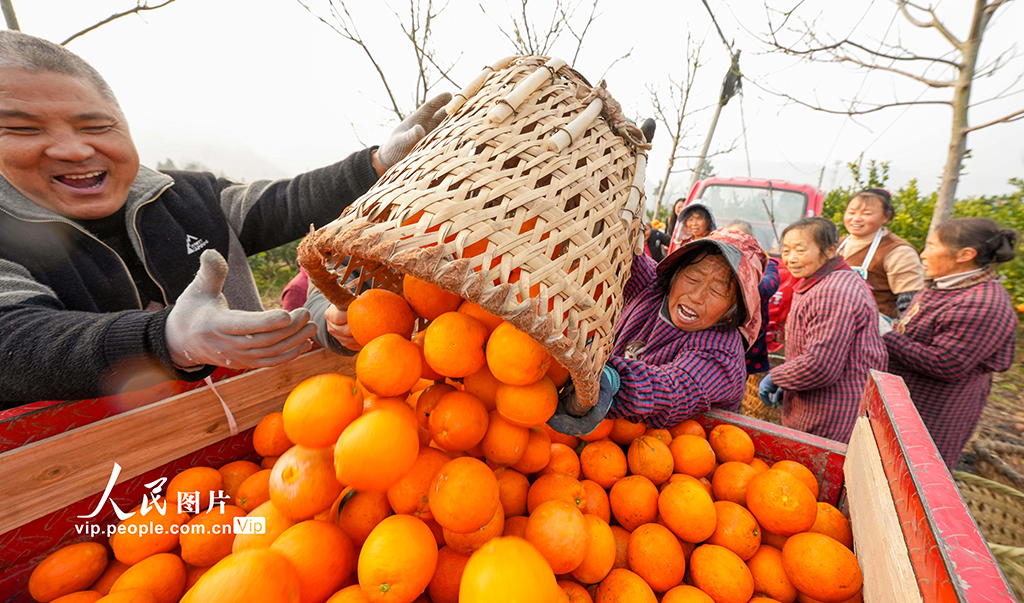 柑橘丰收【4】