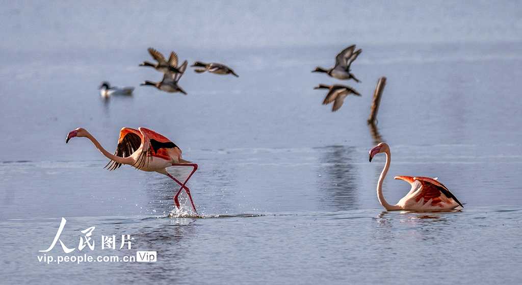 山西运城：火烈鸟欢舞盐湖湿地【3】