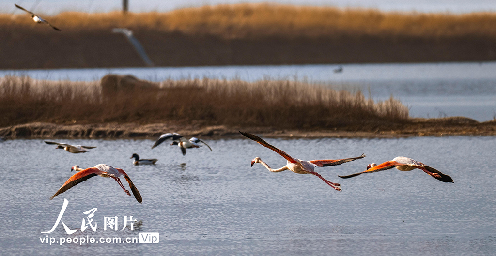 山西运城：火烈鸟欢舞盐湖湿地【2】