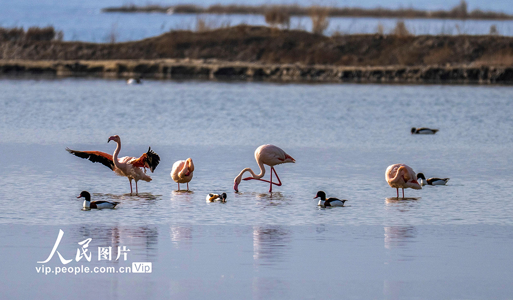 山西运城：火烈鸟欢舞盐湖湿地【4】