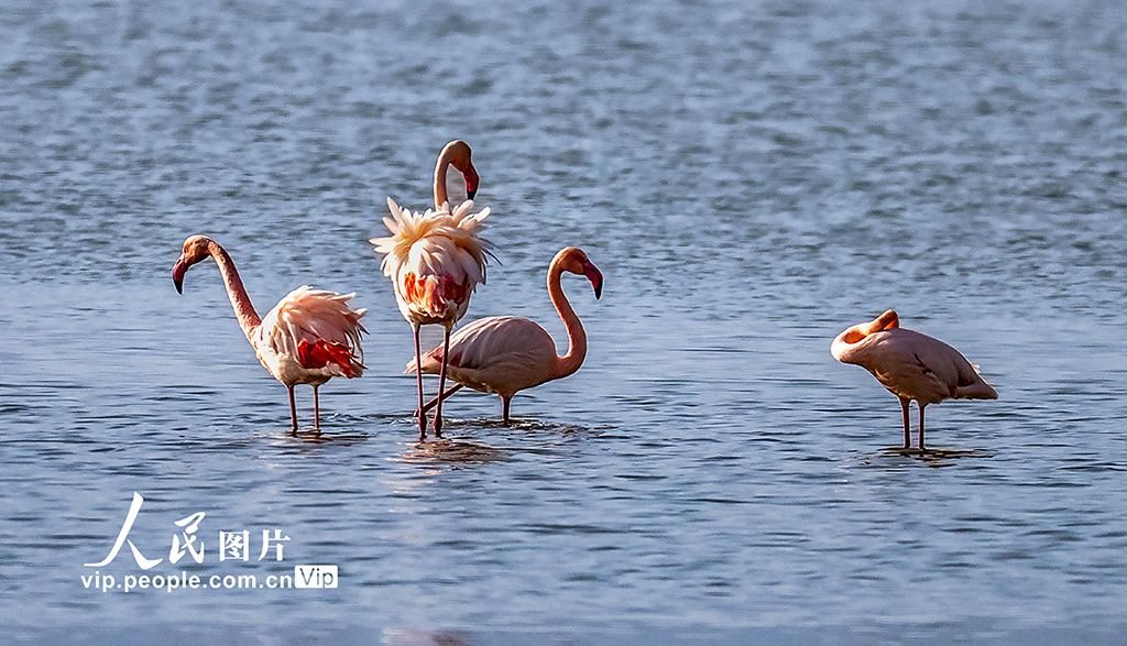 山西运城：火烈鸟欢舞盐湖湿地【5】