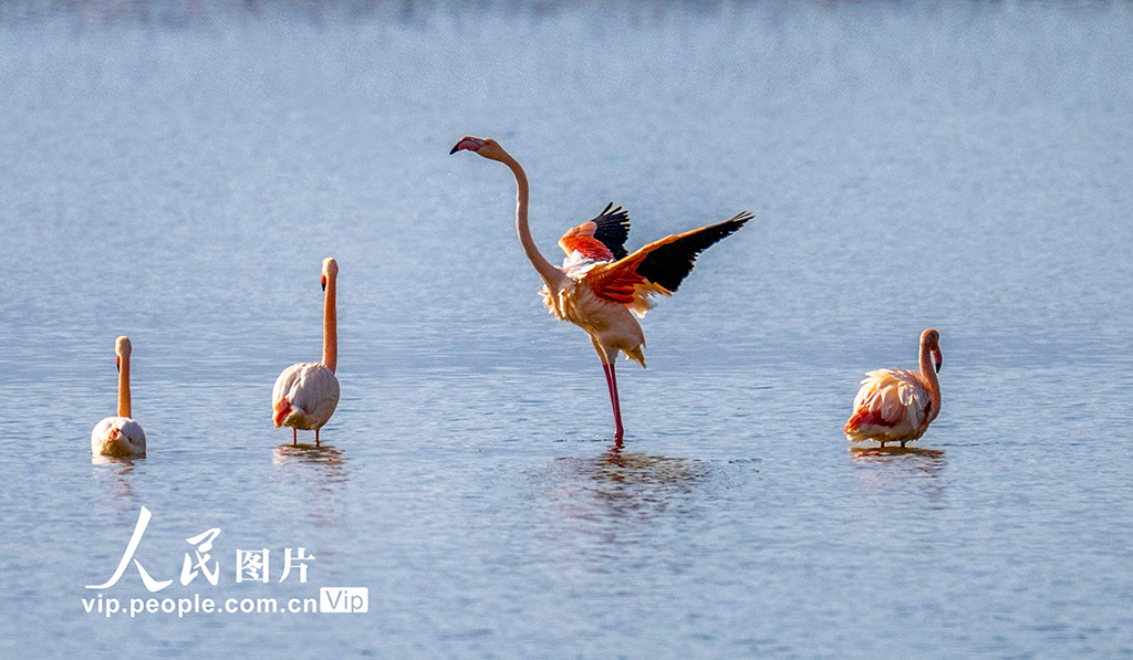 山西运城：火烈鸟欢舞盐湖湿地【6】