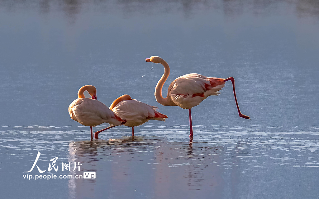 山西运城：火烈鸟欢舞盐湖湿地【7】
