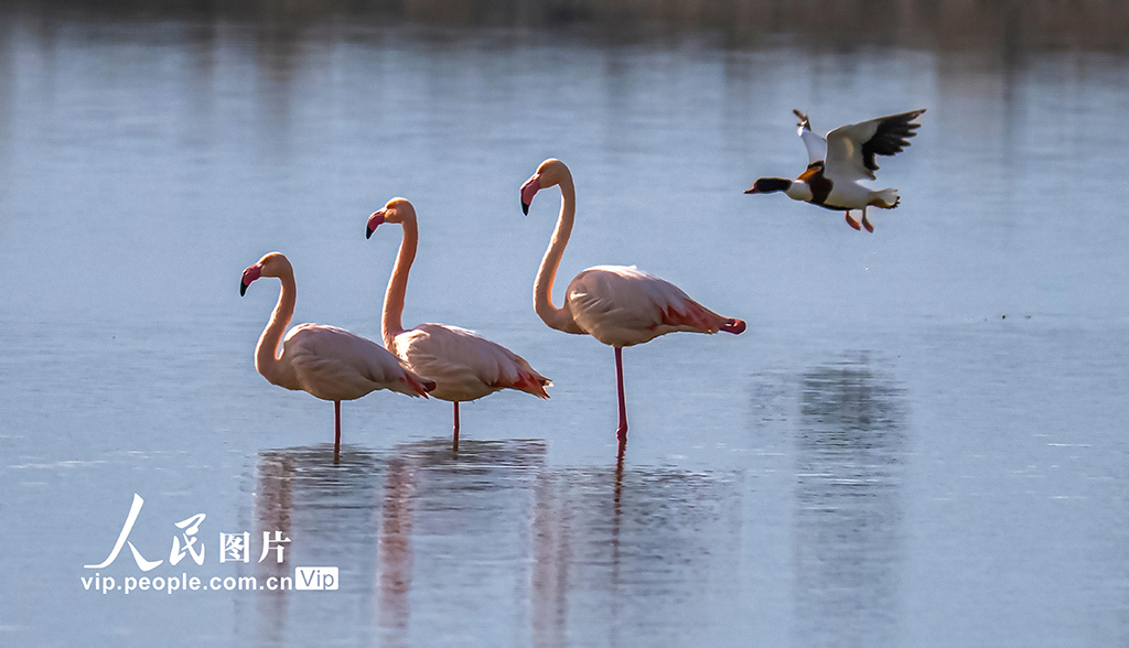 山西运城：火烈鸟欢舞盐湖湿地【8】