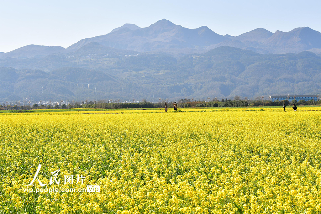 云南罗平：油菜花开【4】