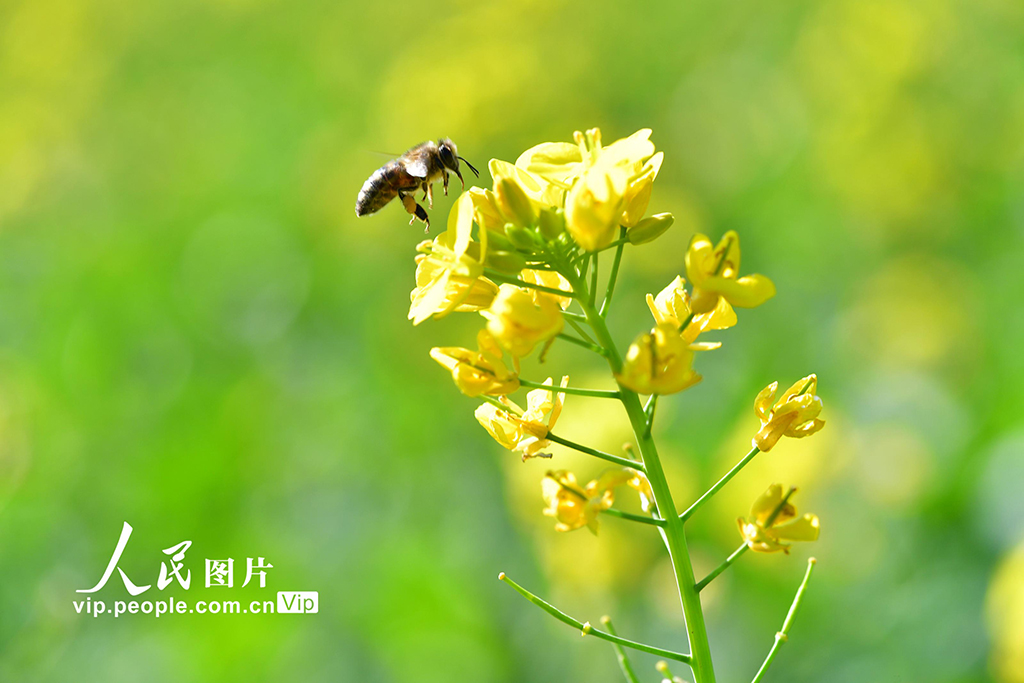 云南罗平：油菜花开【2】