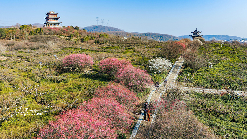 江苏南京：梅花绽放迎客来【2】