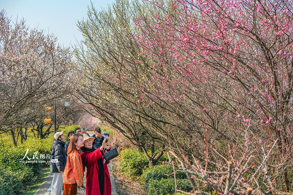 江苏南京：梅花绽放迎客来【5】