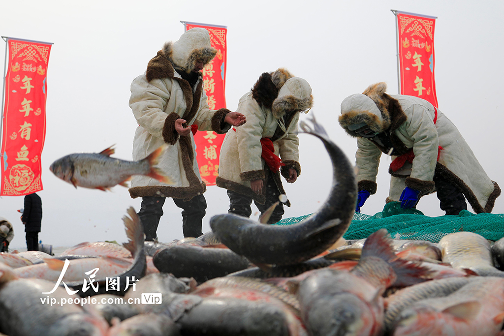 新疆博湖：博斯腾湖冬捕 人欢鱼跃【2】