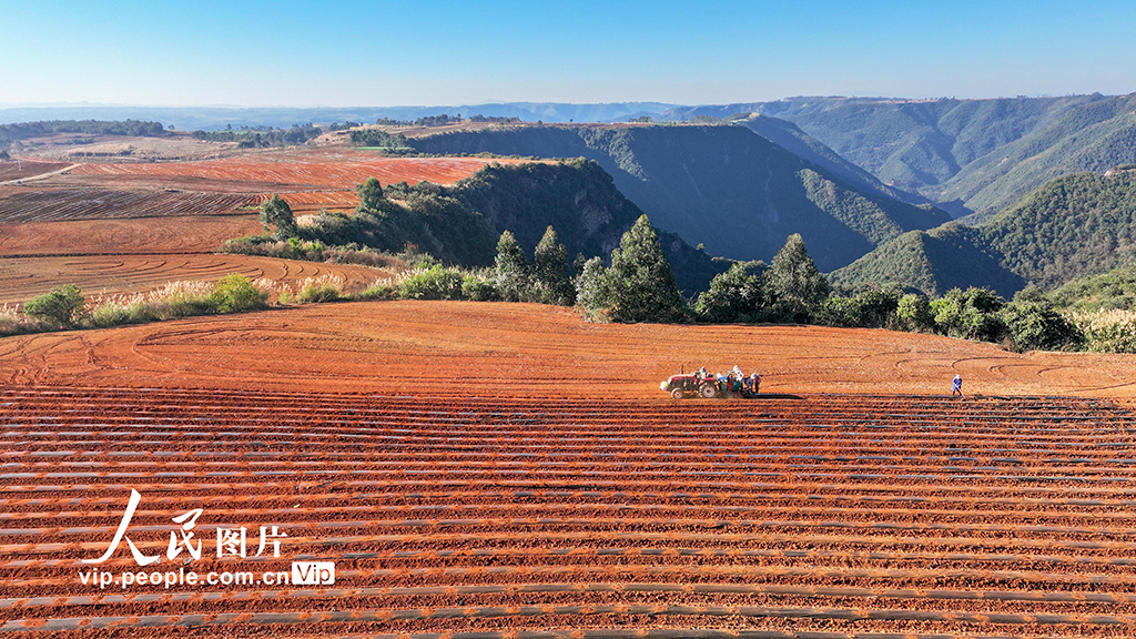 云南陆良：大寒将至播种忙【2】