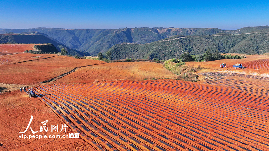 云南陆良:大寒将至播种忙【3】