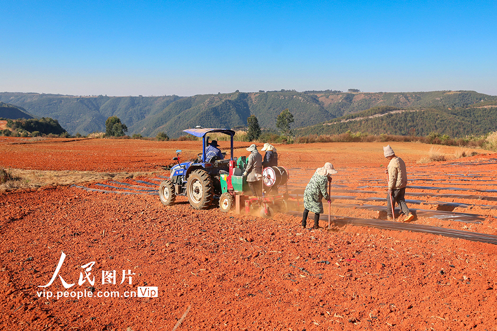 云南陆良：大寒将至播种忙【4】