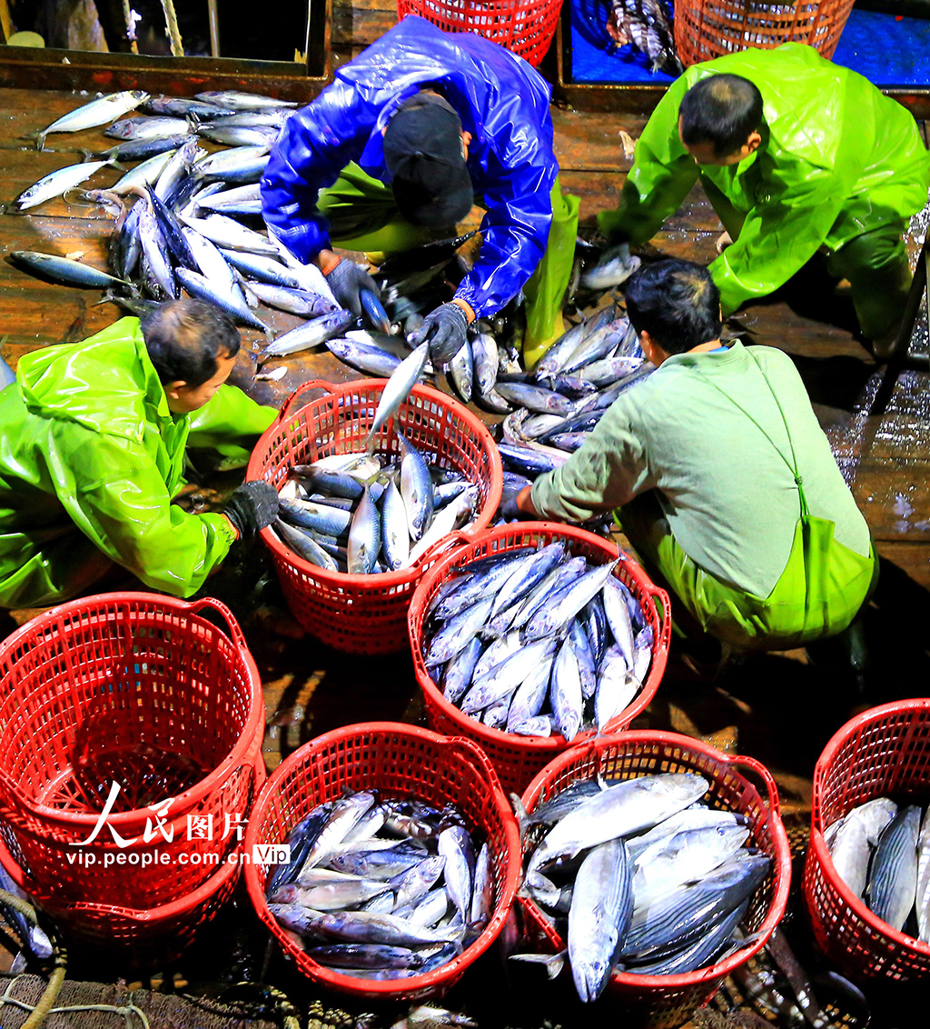 浙江玉环:寒潮来袭 渔船进港避风卸货忙【3】