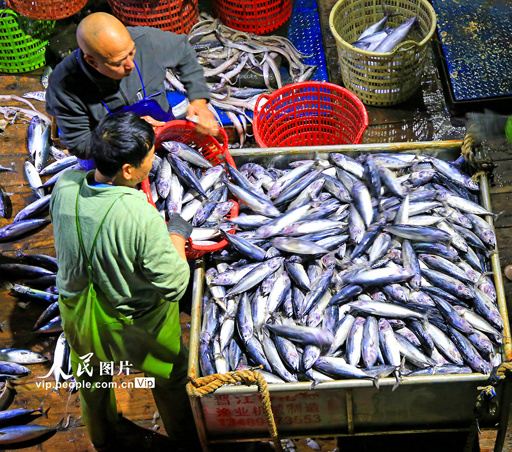 浙江玉环：寒潮来袭 渔船进港避风卸货忙【2】