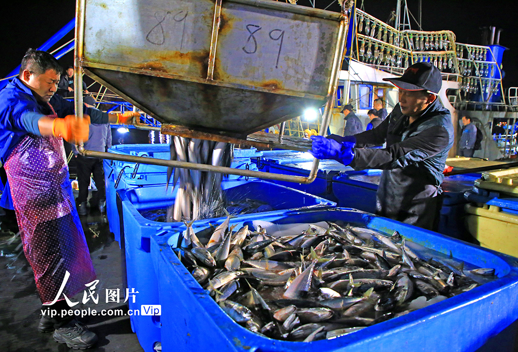 浙江玉环：寒潮来袭 渔船进港避风卸货忙【5】