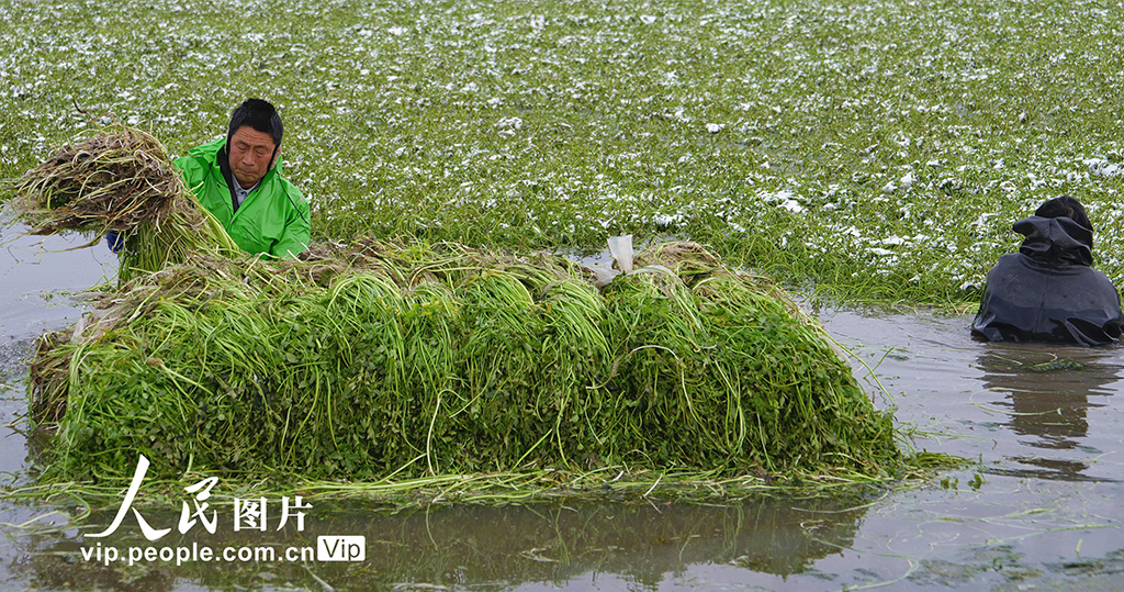 江苏海安:采收水芹菜【4】