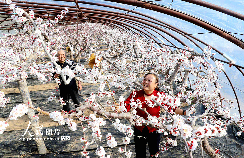 甘肃静宁:大寒时节授粉忙【2】