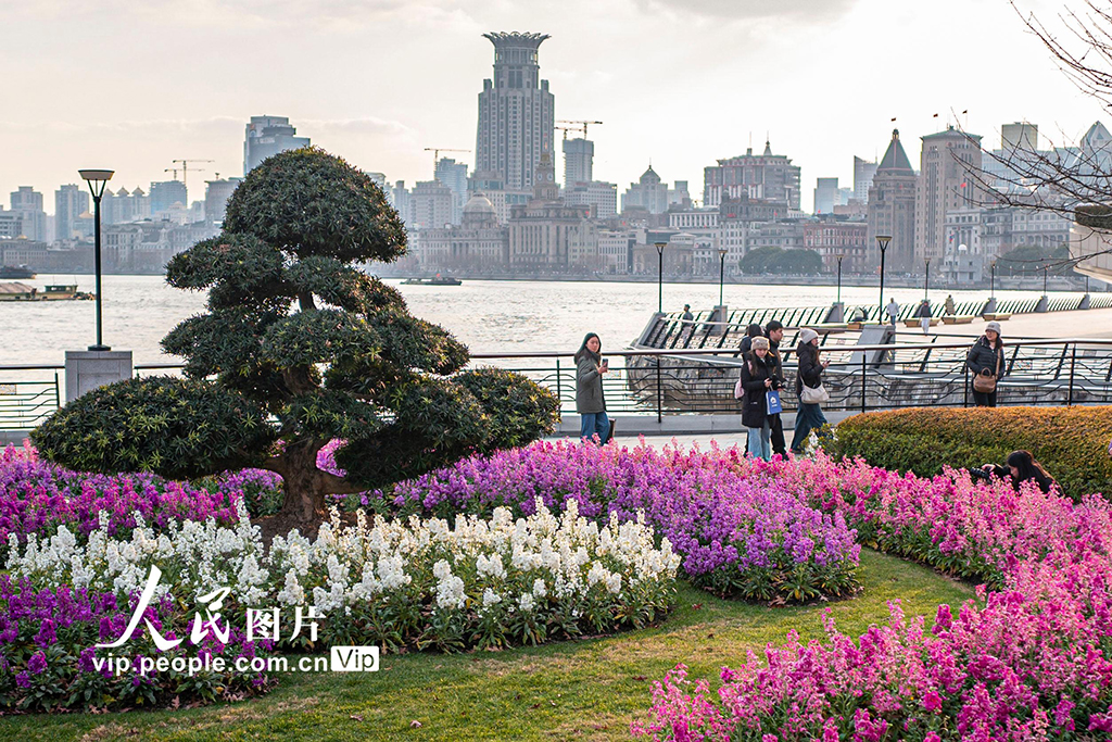 上海：北外滩紫罗兰竞相绽放【2】
