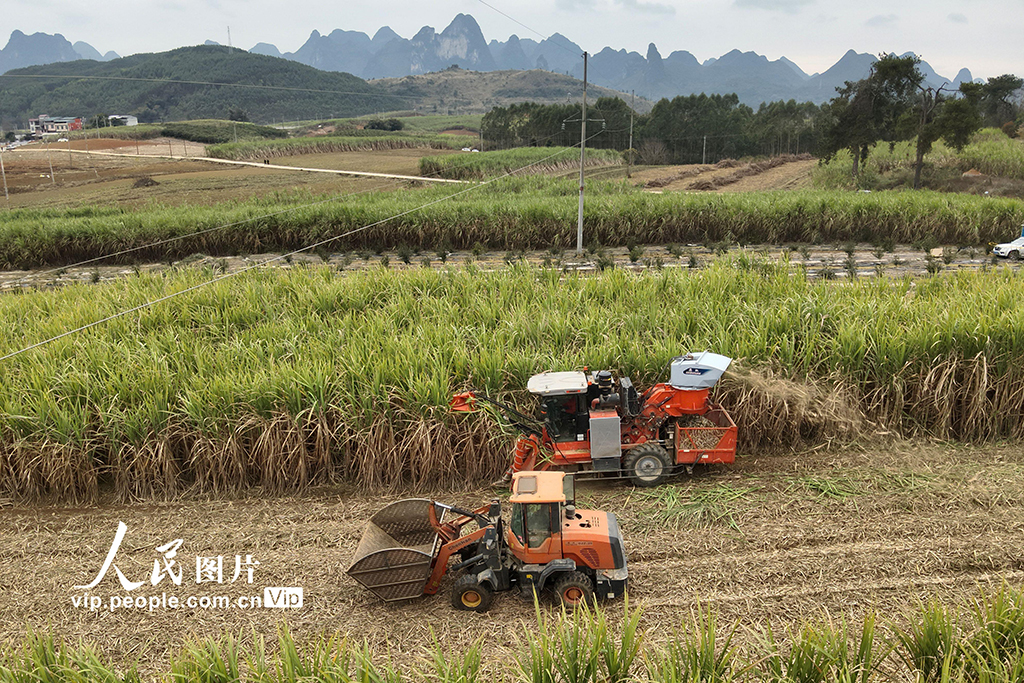 广西罗城：机收糖料蔗【3】