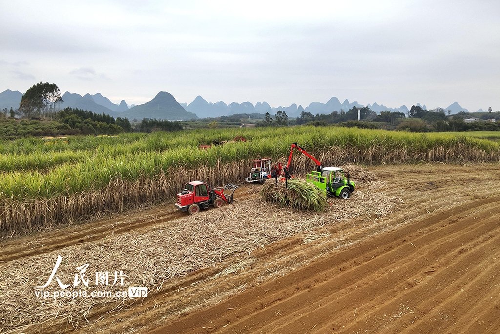 广西罗城：机收糖料蔗【4】