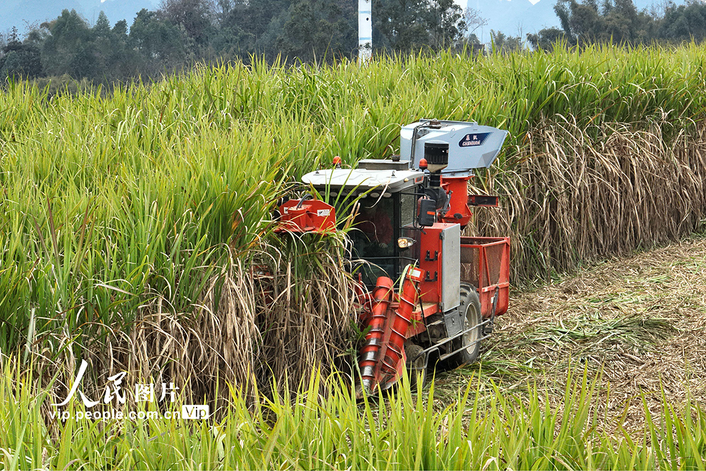 广西罗城：机收糖料蔗【2】