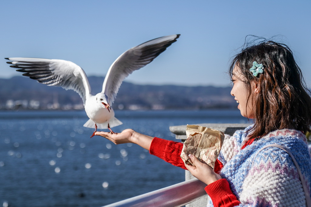 1月22日,游客在滇池畔喂红嘴鸥。