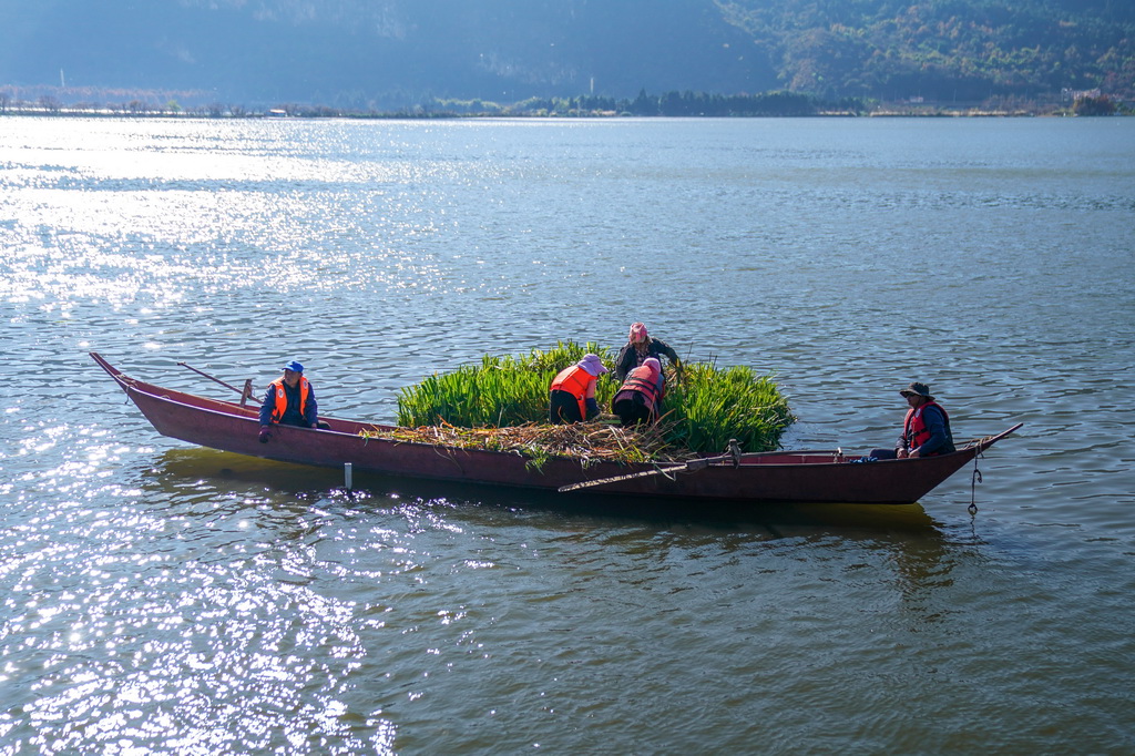 1月22日,工作人员对滇池里的生态浮岛进行植物管护。