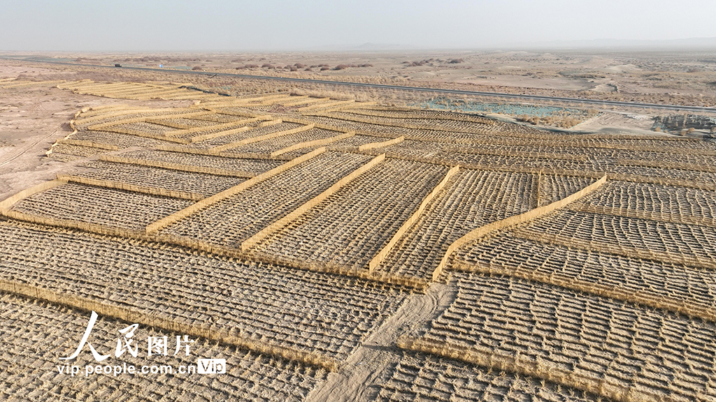 甘肃金塔:草方格中锁“黄龙”【4】