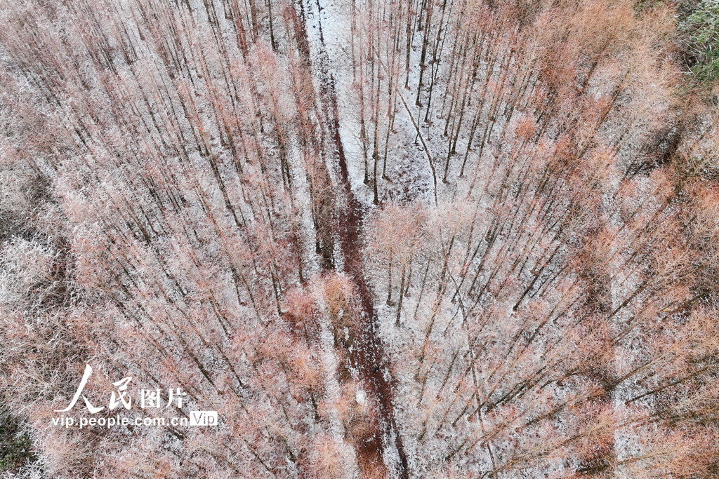 重庆：冰雪绘就冬日美景【3】