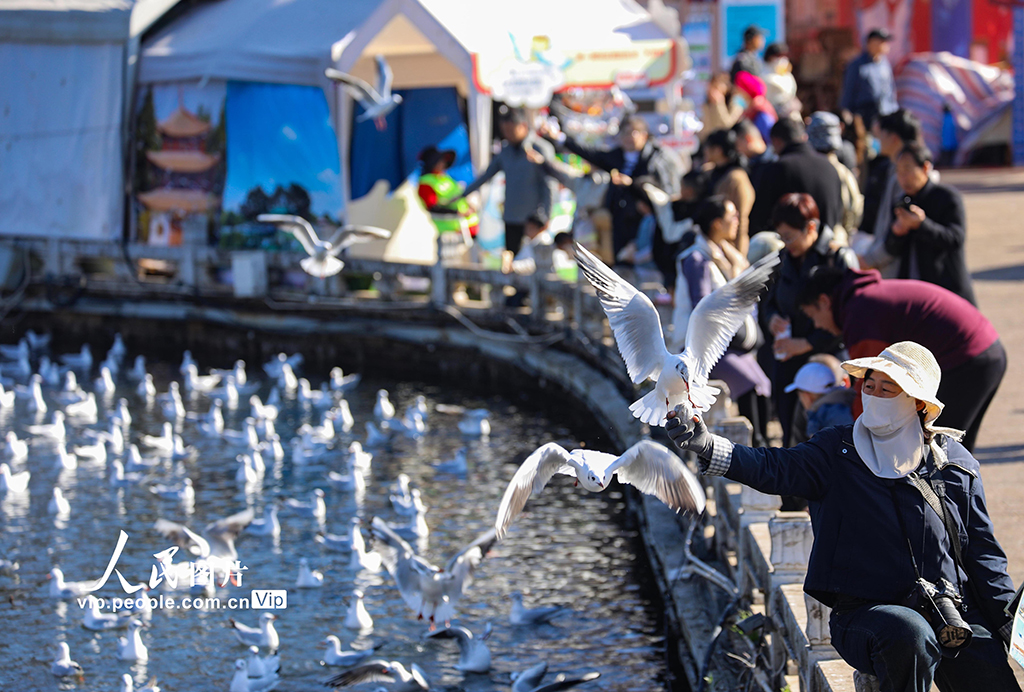 云南昆明：看鸥【2】