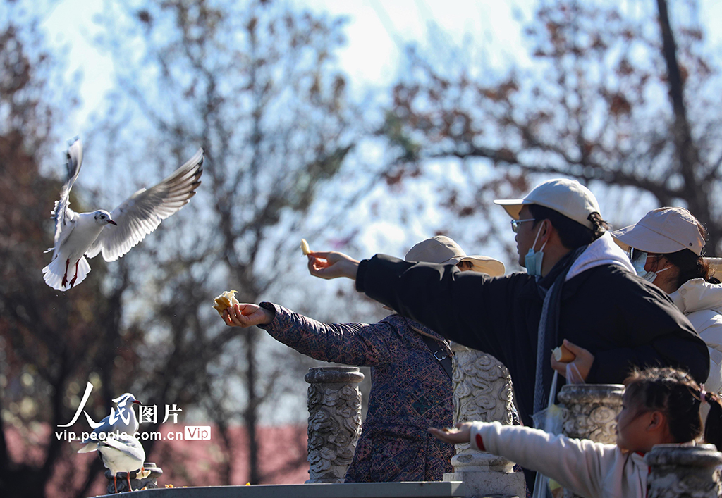 云南昆明：看鸥【3】