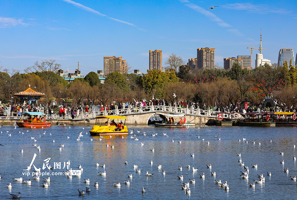 云南昆明:看鸥【4】