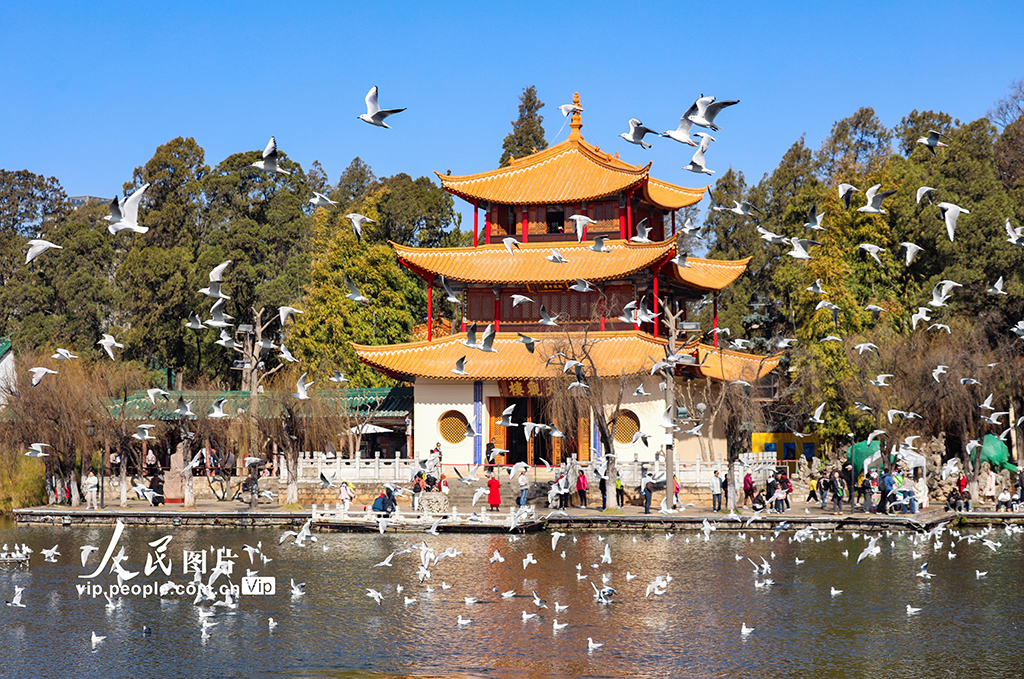 云南昆明:看鸥【5】