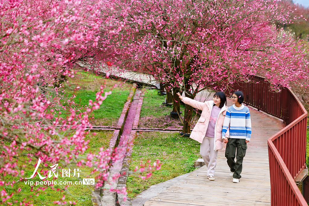 湖北来凤：梅花绽放迎客来【4】