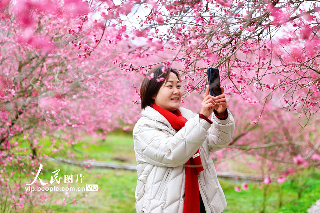 湖北来凤：梅花绽放迎客来【3】