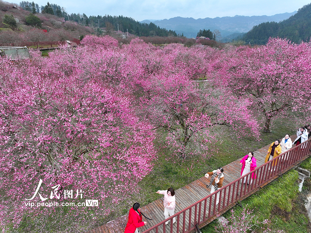 湖北来凤：梅花绽放迎客来【2】