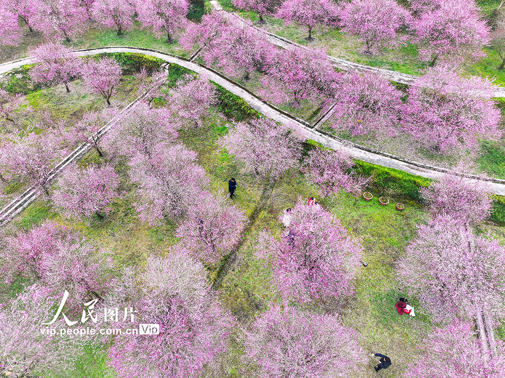 湖北来凤:梅花绽放迎客来【5】