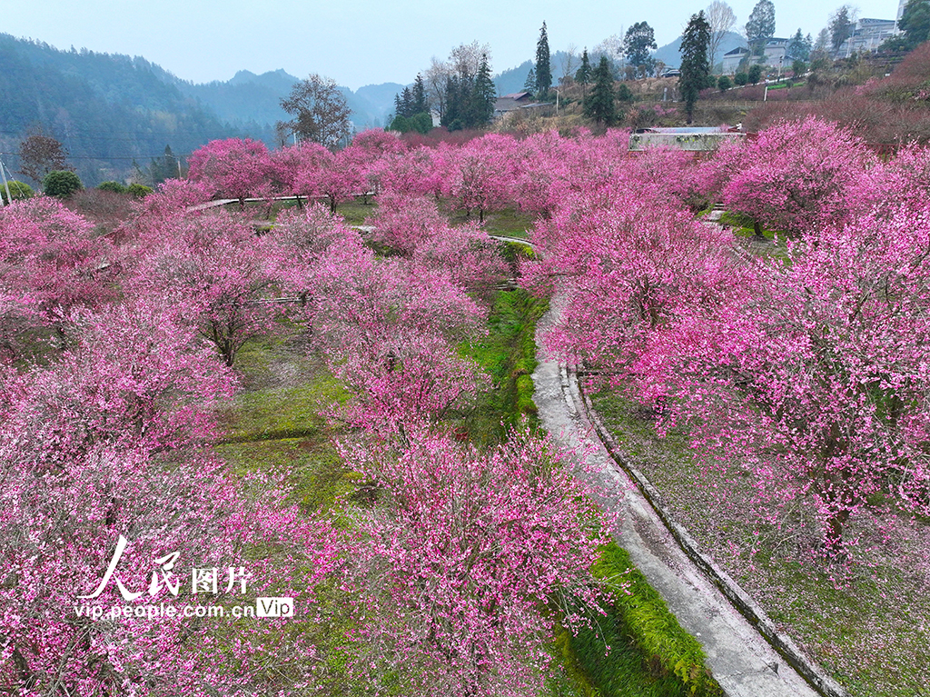 湖北来凤:梅花绽放迎客来【6】