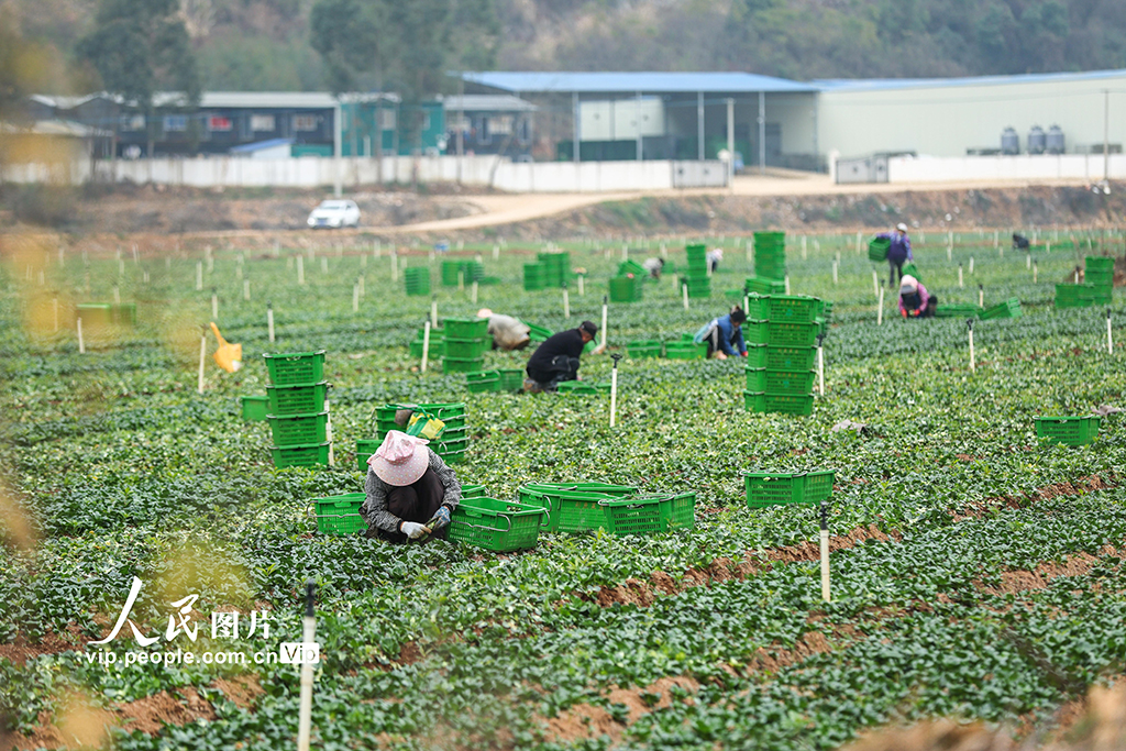 广西贺州:蔬菜采收【2】