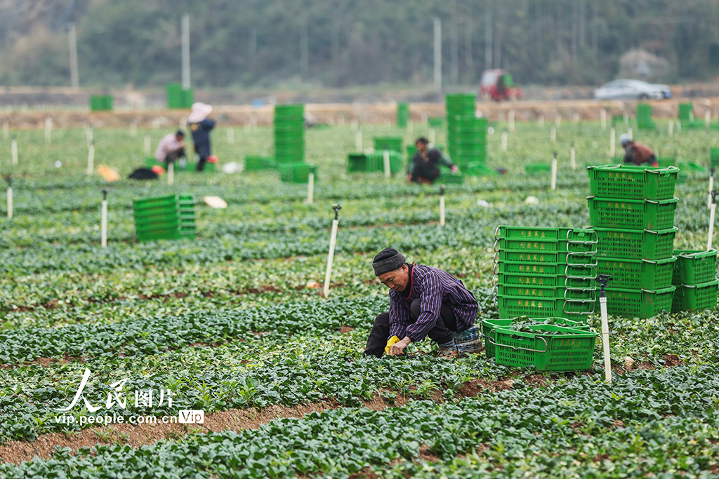广西贺州：蔬菜采收【3】