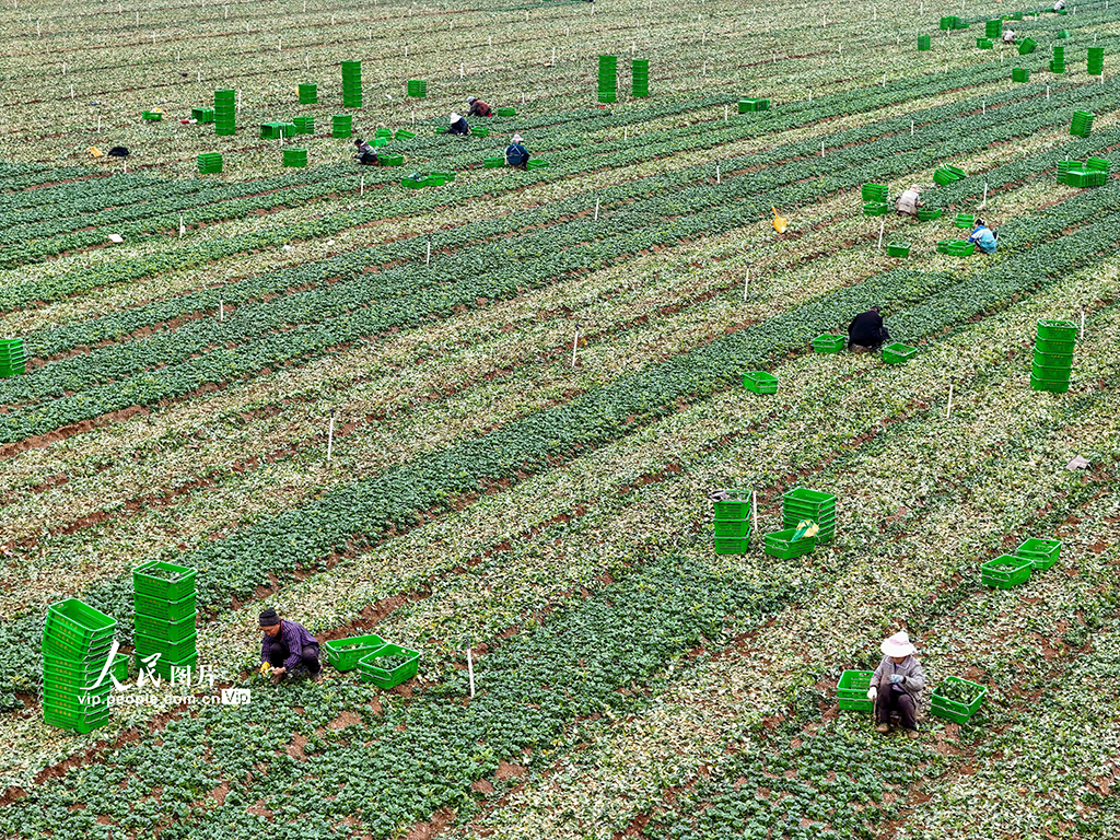 广西贺州：蔬菜采收【4】