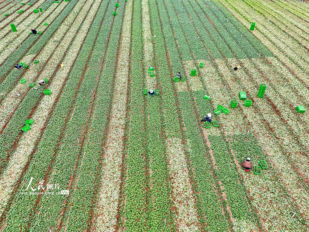 广西贺州:蔬菜采收【5】