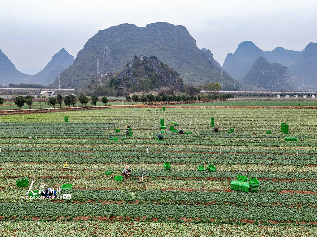 广西贺州:蔬菜采收【6】
