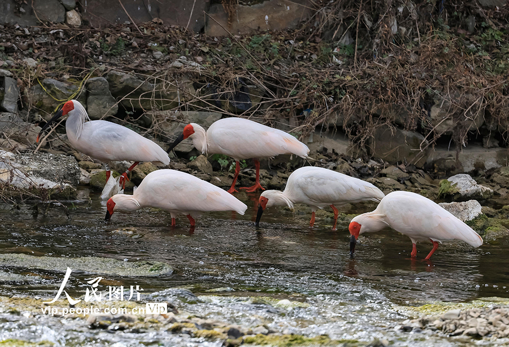 甘肃康县：首次发现朱鹮【5】