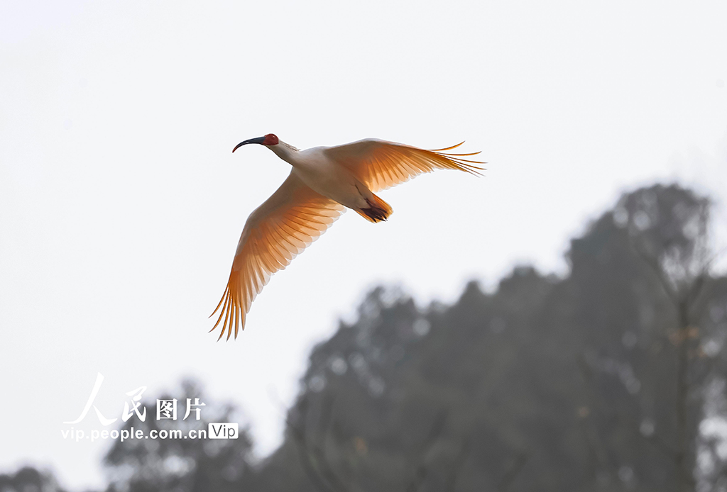 甘肃康县：首次发现朱鹮【6】
